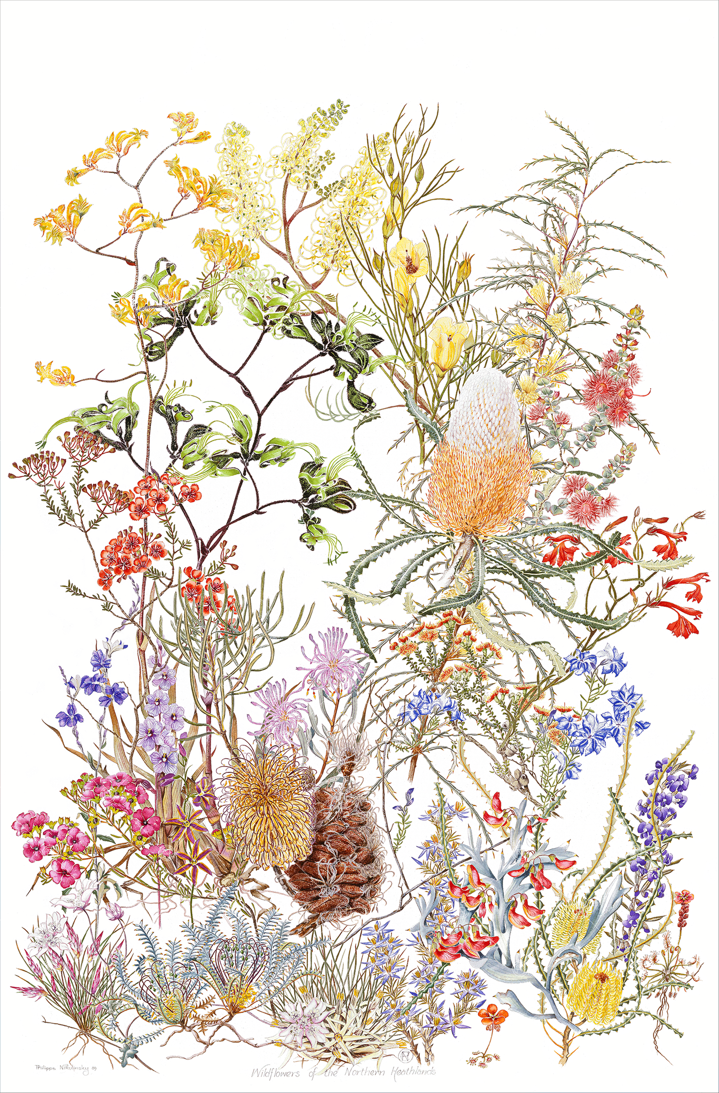 Wildflowers of the Northern Heathland