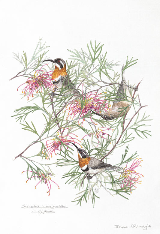 Grevillea & Western Spinebill