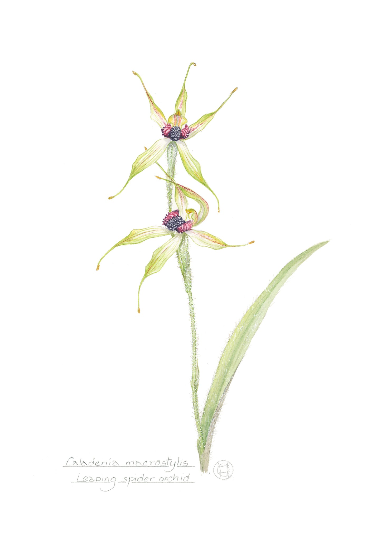 Caladenia macrostylis, Leaping Spider Orchid