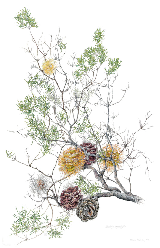 Banksia leptophylla, Slender-leaved banksia