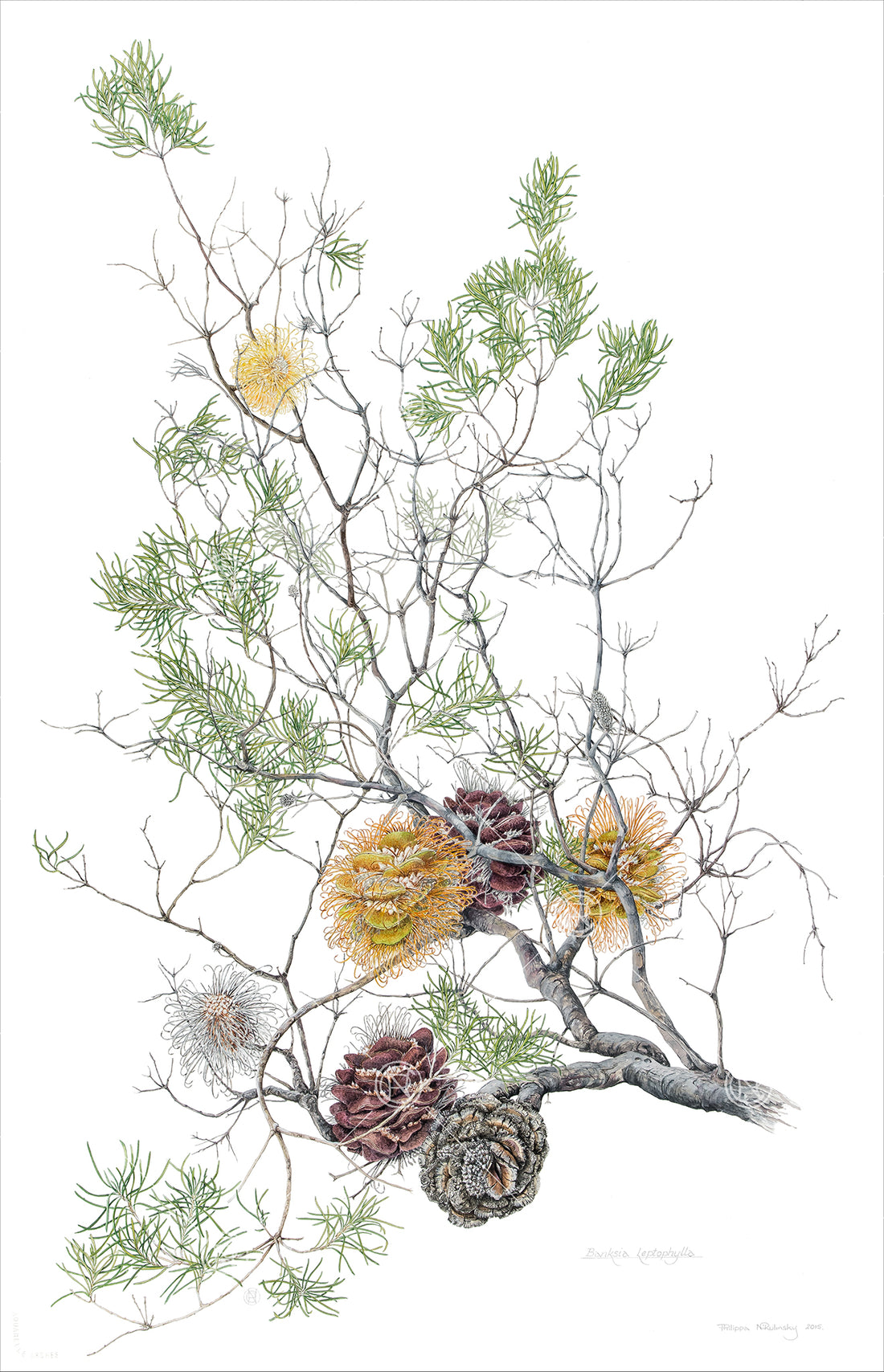 Banksia leptophylla, Slender-leaved banksia – Philippa Nikulinsky