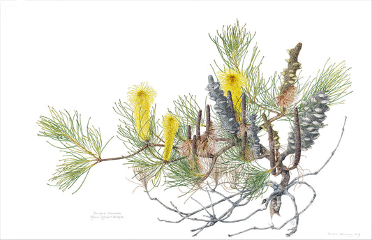 Banksia tricuspis, Lesueur banksia