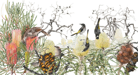 Banksia & Pollinators