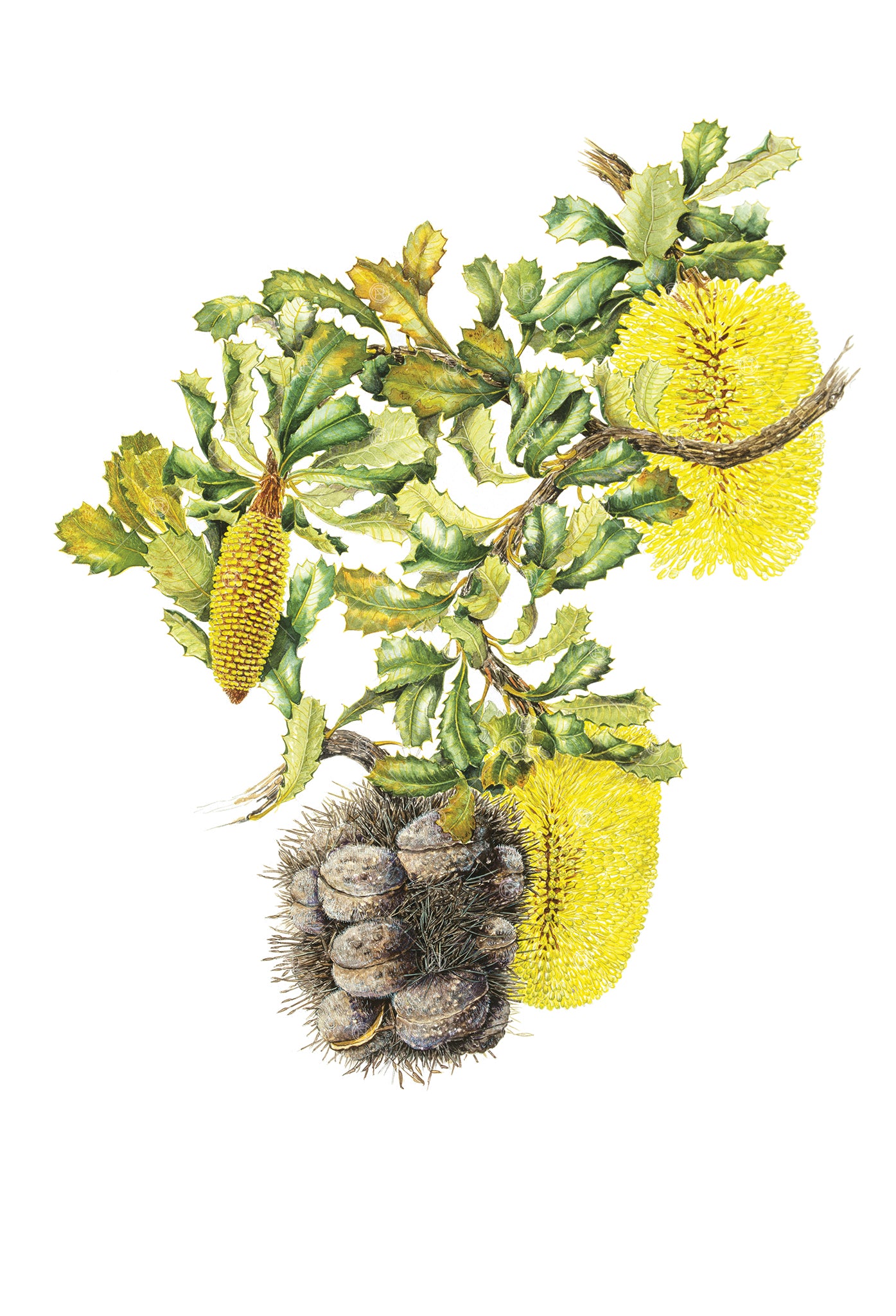 Banksia lemanniana, Yellow Lantern Banksia