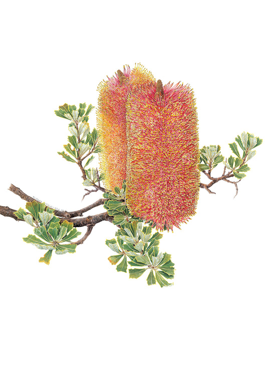 Banksia praemorsa, Cut-leaf Banksia (1)
