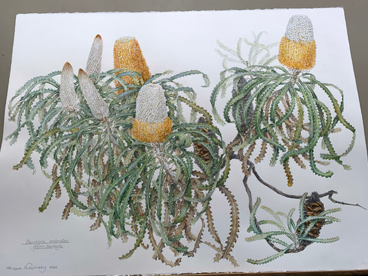 Banksia prionotes, Acorn banksia