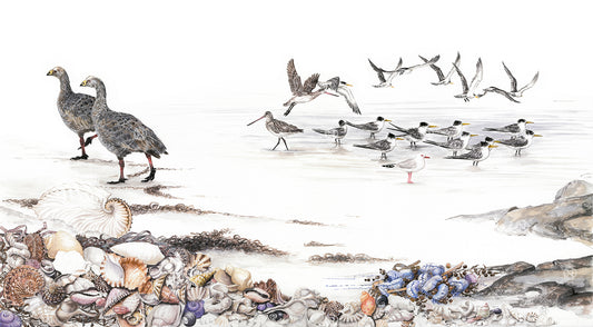 Cape Barren Goose Seabirds & Shells
