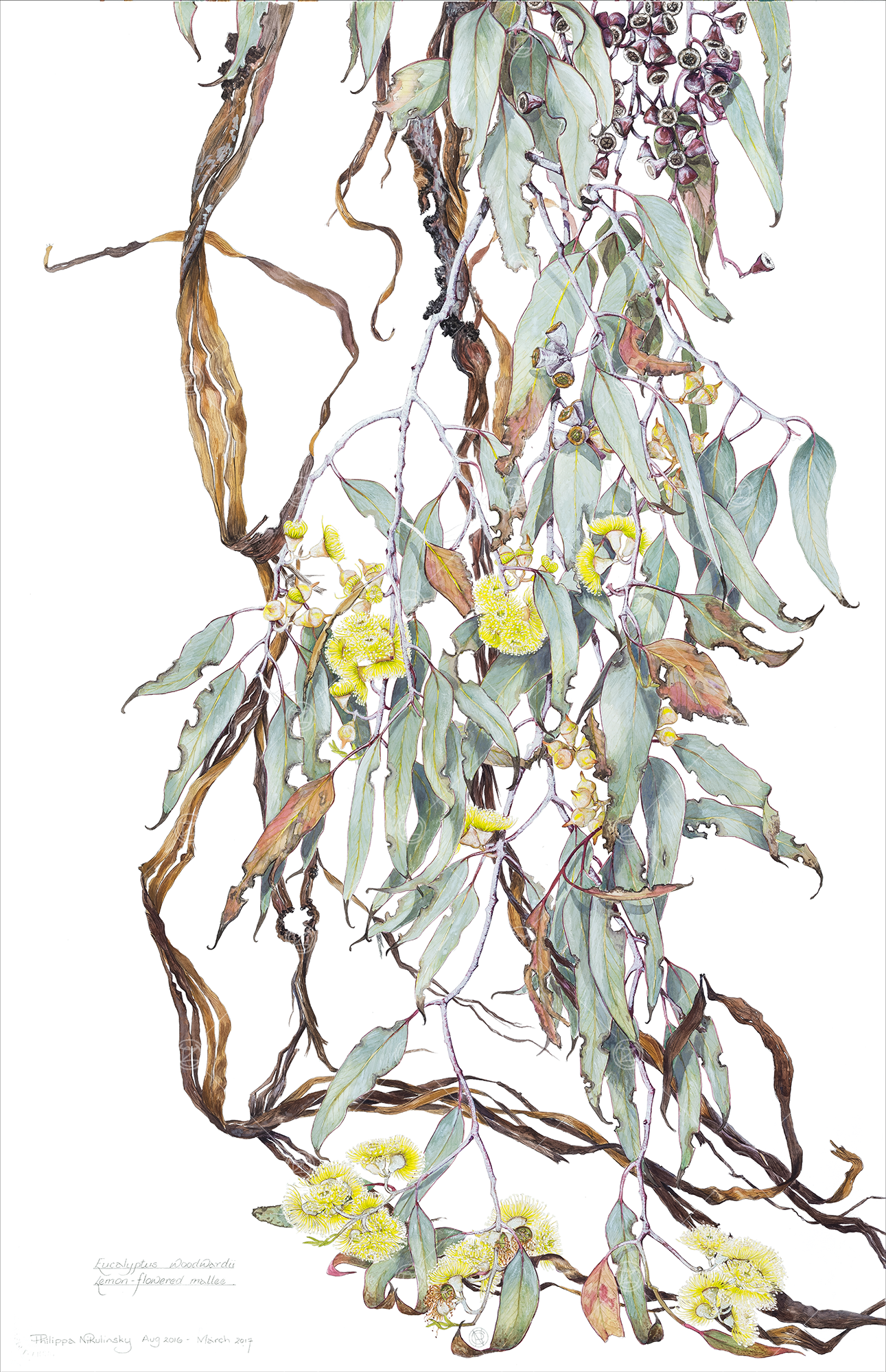 Eucalyptus woodwardii, Lemon-flowered gum