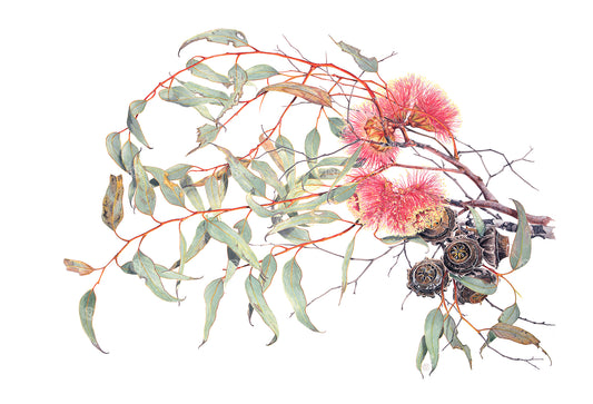 Eucalyptus youngiana, Large-Fruited Mallee