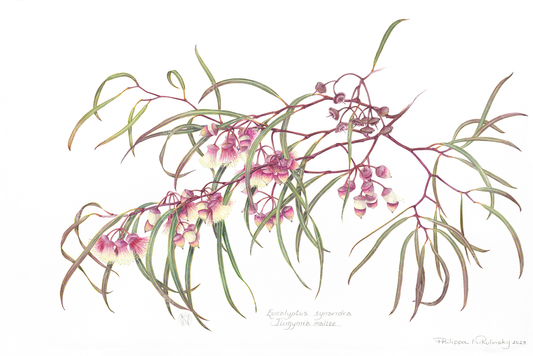 Eucalyptus synandra watercolour painting print by Philippa Nikulinsky AM