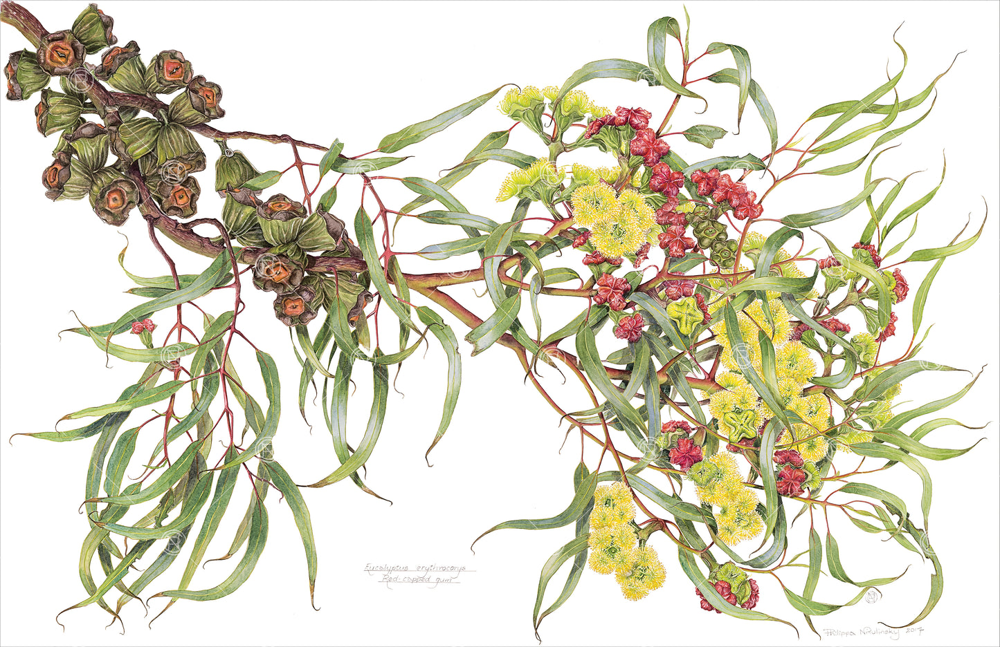 Eucalyptus erythrocorys, Red-capped gum