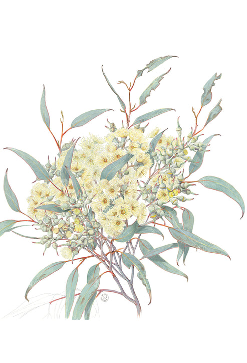 Eucalyptus socialis, Red Mallee – Philippa Nikulinsky