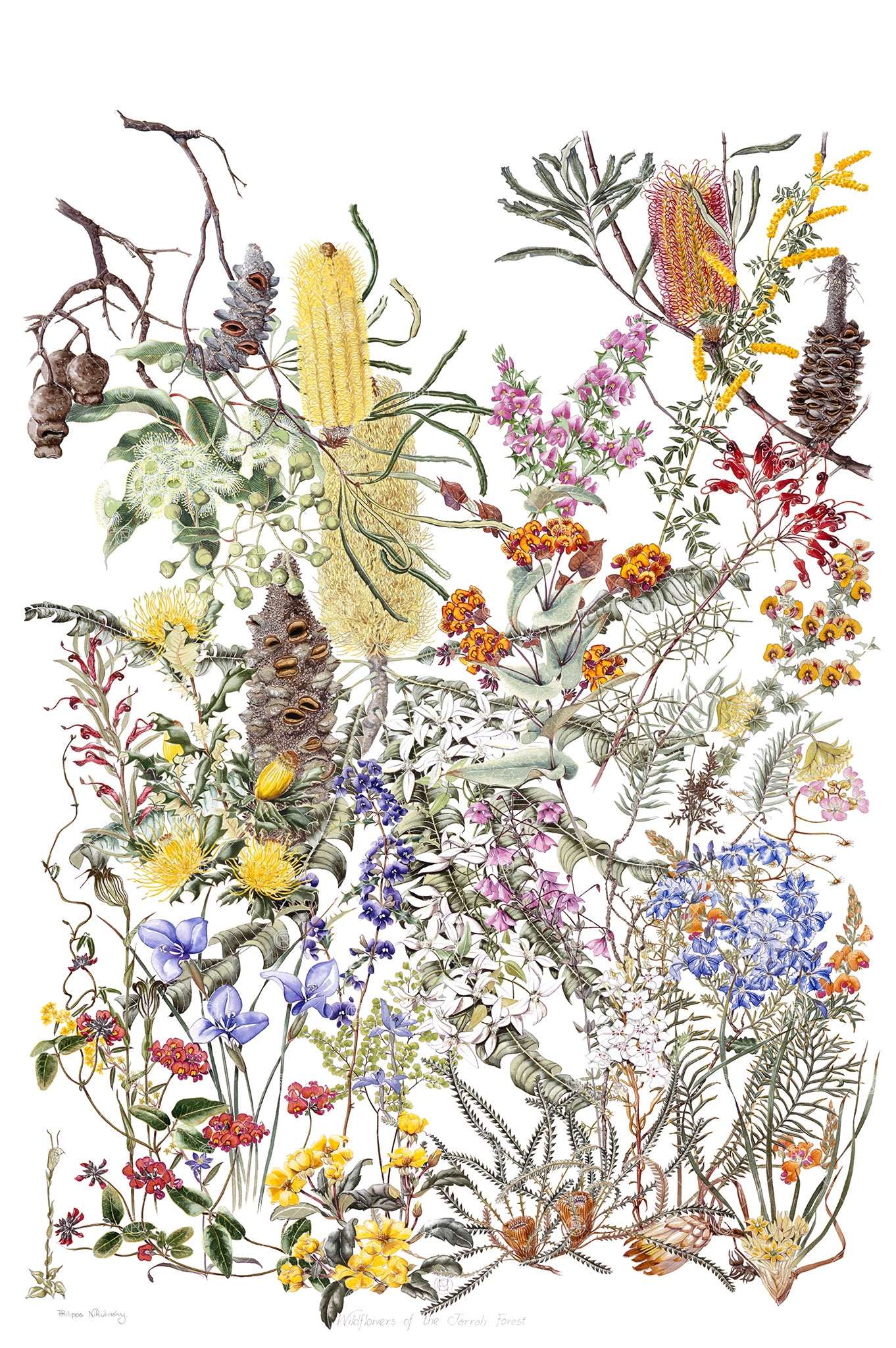 Wildflowers – Philippa Nikulinsky