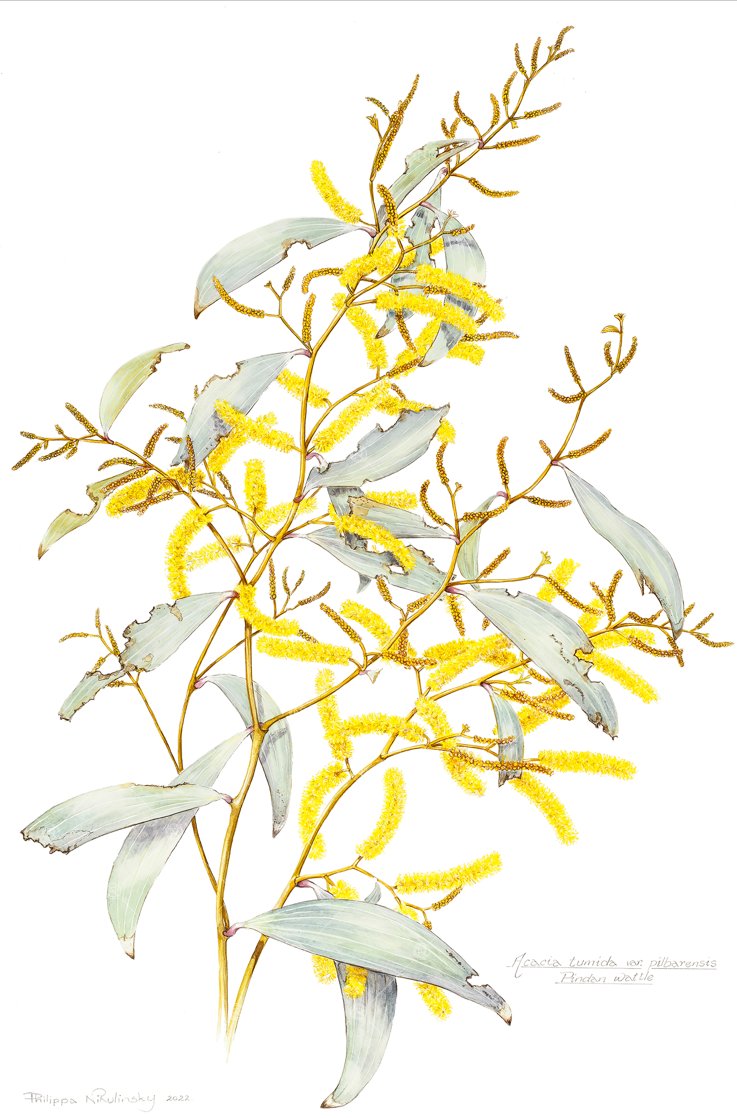 Acacia tumida var. pilbarensis, Pindan Wattle