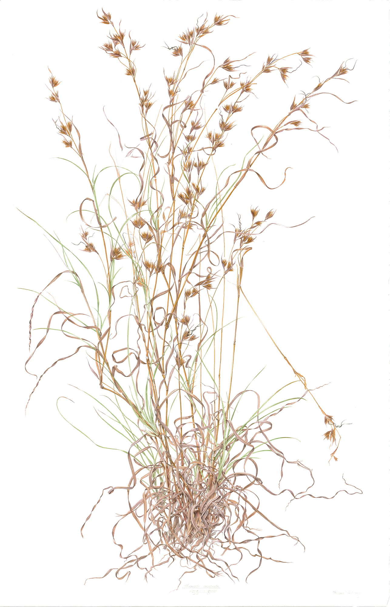 Themeda triandra, Kangaroo Grass