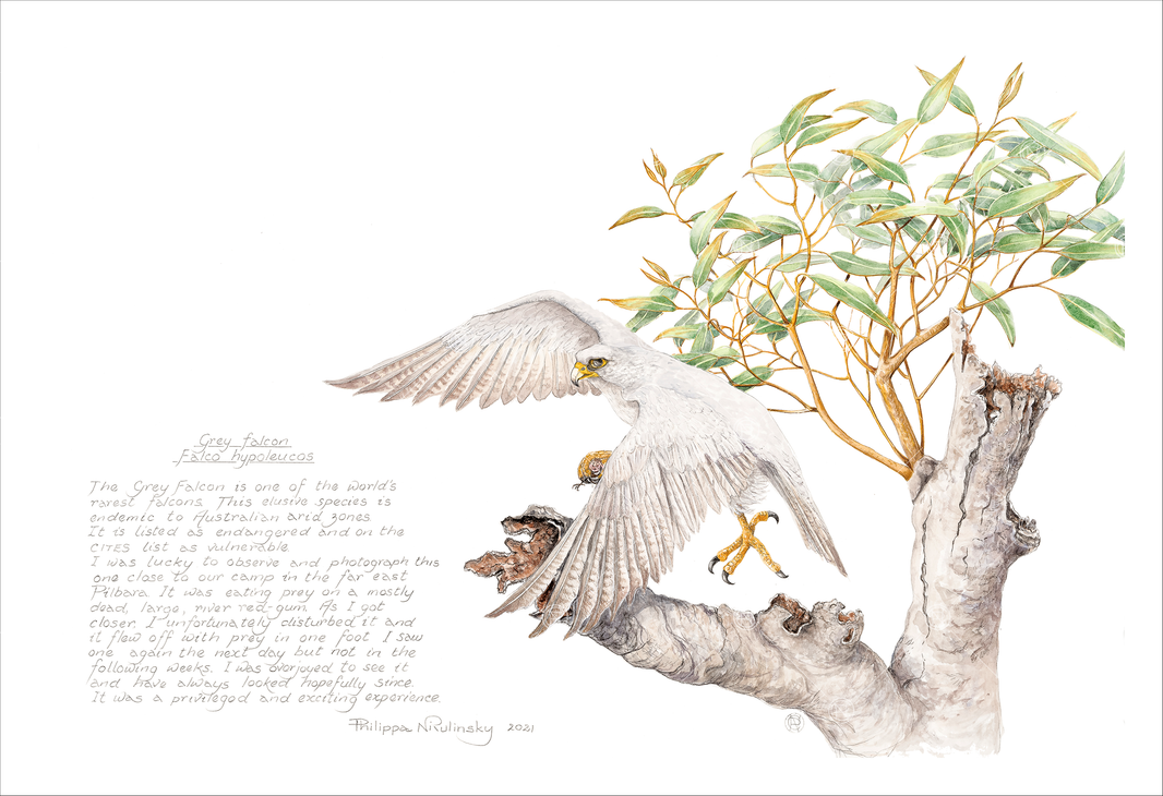 Animals / Birds – Page 2 – Philippa Nikulinsky