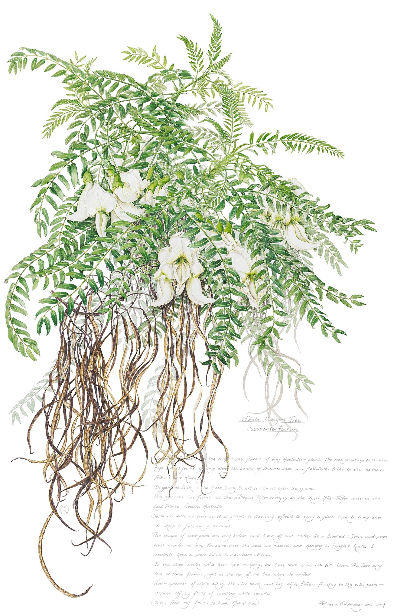 Sesbania formosa, White Dragon Tree