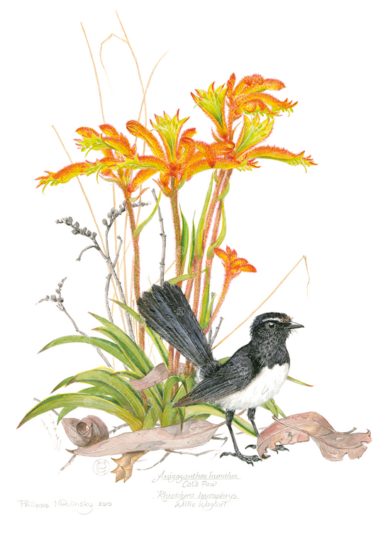 Willie Wagtail & Catspaw