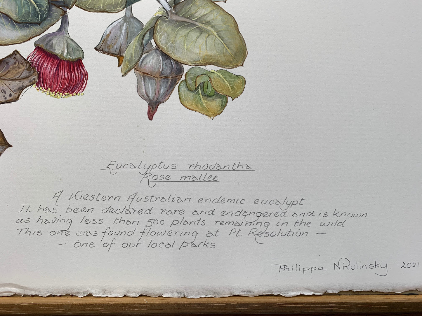 Eucalyptus rhodantha 2021