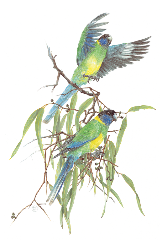 Barnardius zonarius, Port Lincoln Parrots
